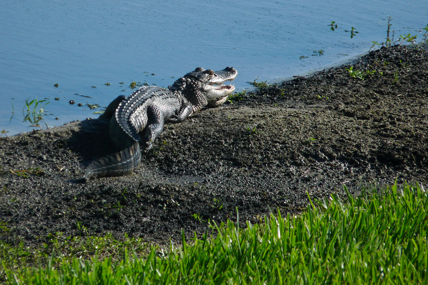 Alligator on the Bank Greeting Card