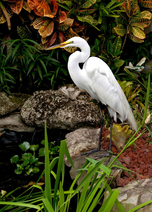 White Heron Greeting Card