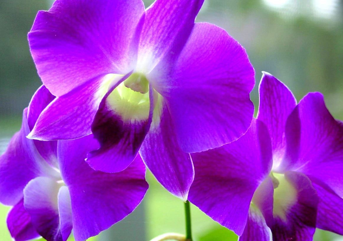 Purple Orchid Greeting Card